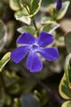 Vinca minor-6 Barwinek pospolity